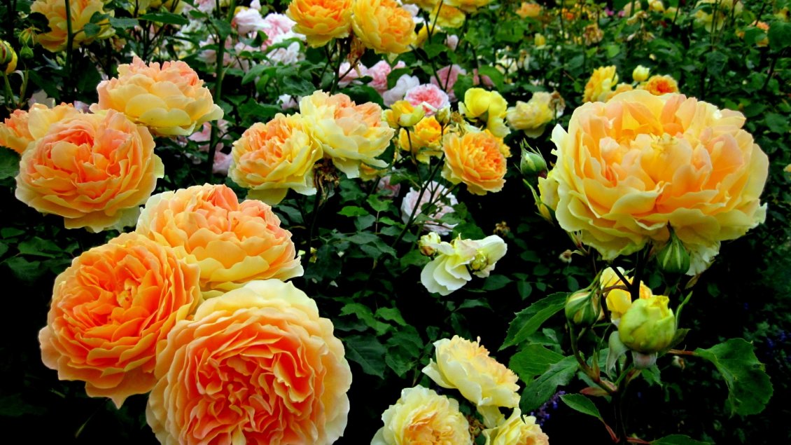 Image result for beautiful yellow pink roses
