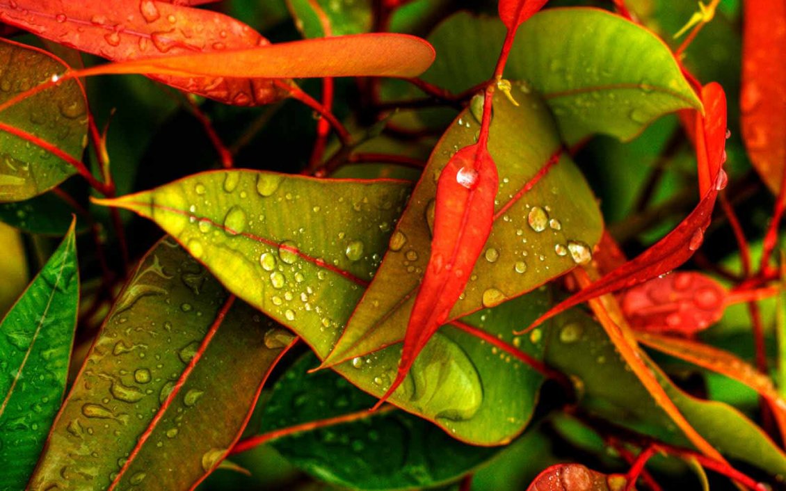 Water drops on the leaves in the morning - HD wallpaper
