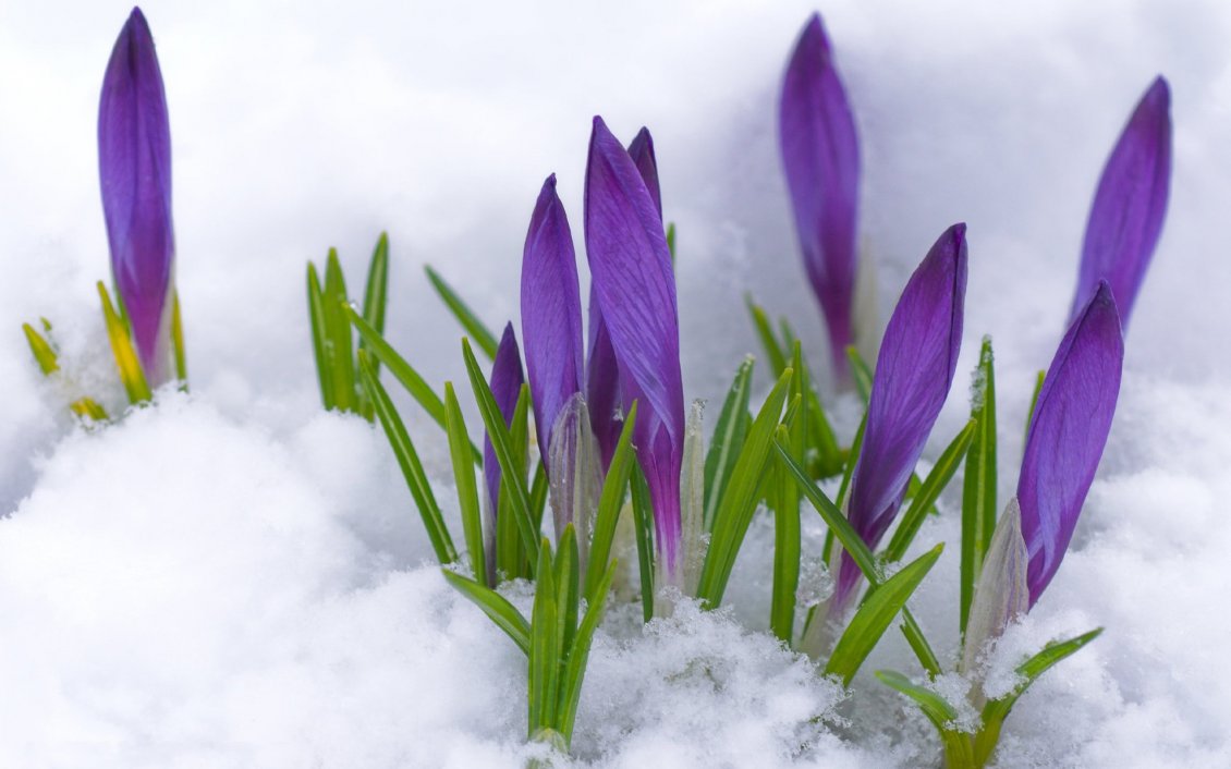 Purple Flowers Under The Cold Snow Winter And Spring Time